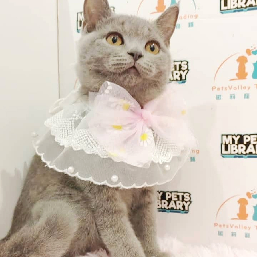 British Shorthair Kitten (Female) For Sale