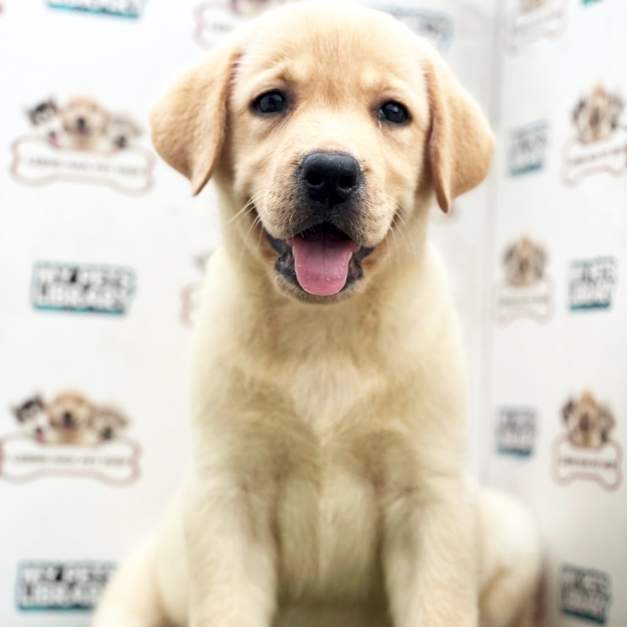 Labrador Retriever Puppy (Female) For Sale