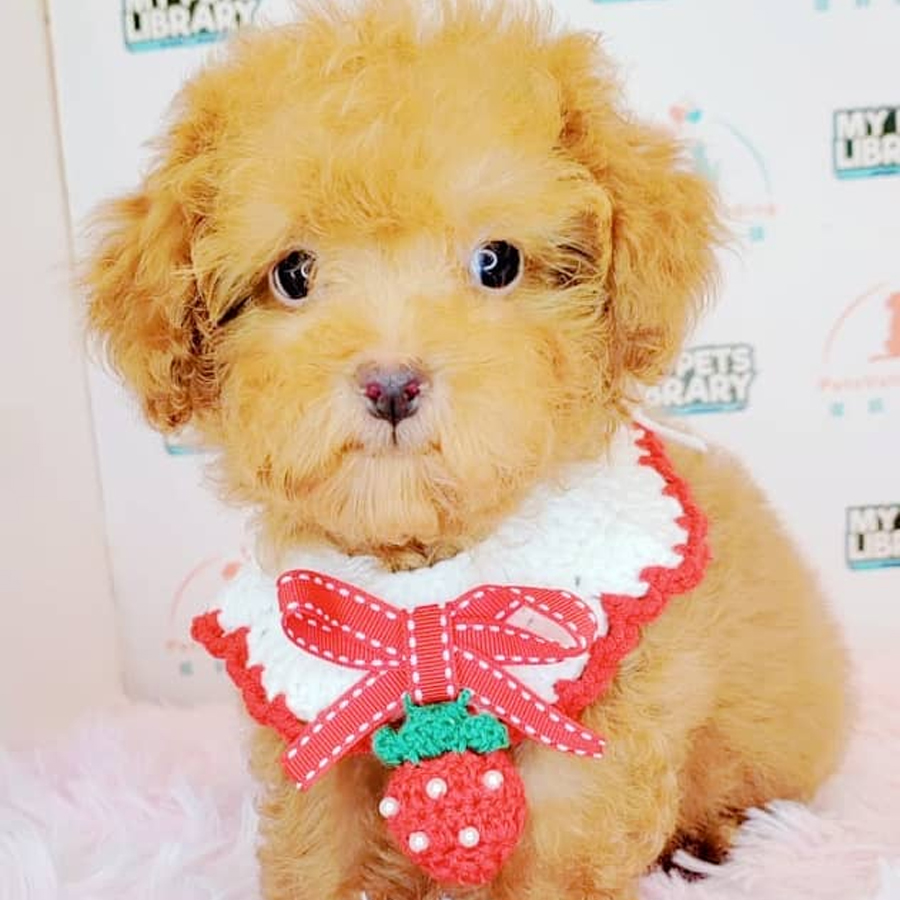 Tiny Poodle Puppy (Male) For Sale