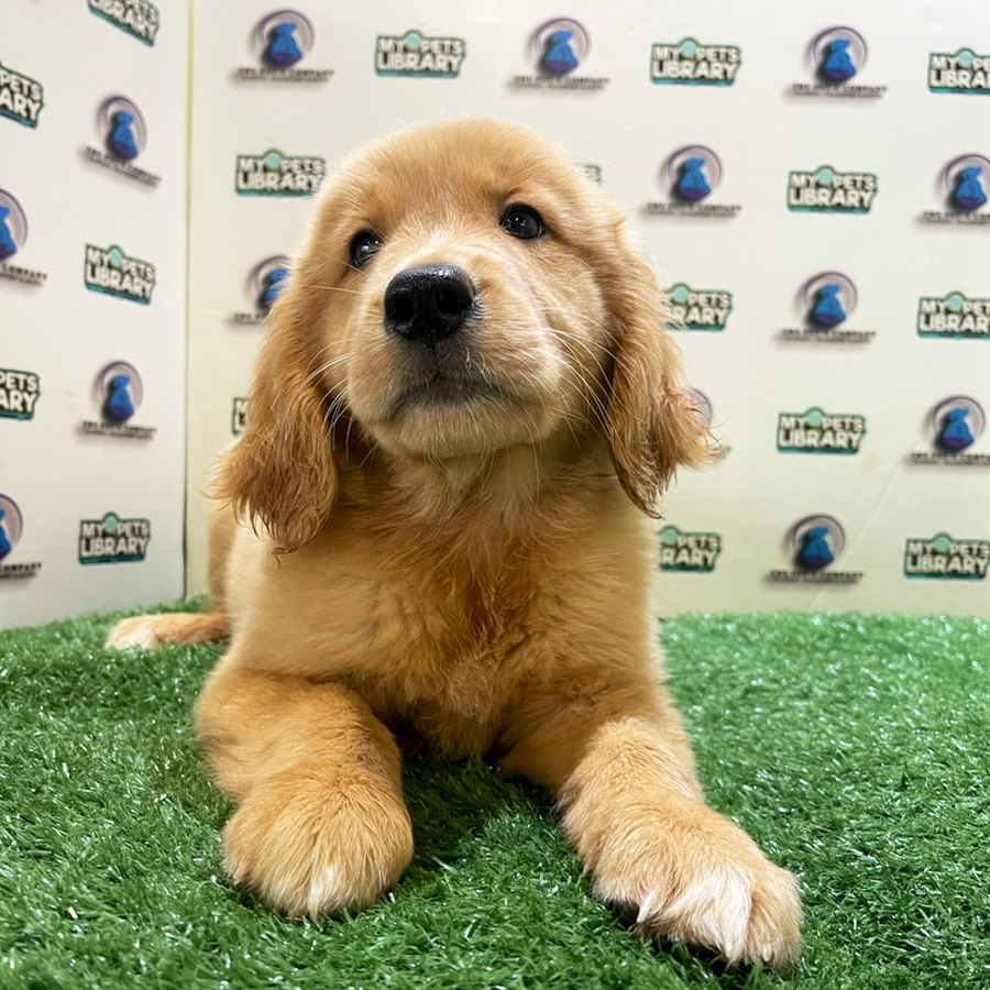 Golden Retriever Puppy (Female) For Sale