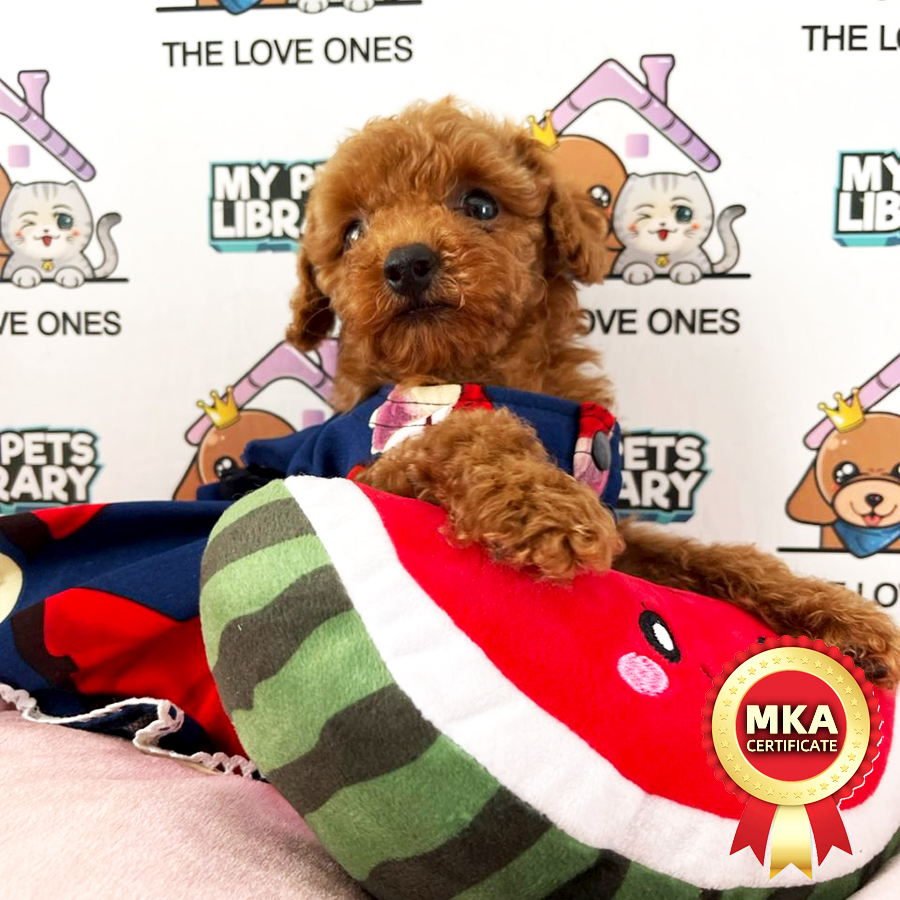 MKA Tiny Poodle Puppy (Female) For Sale