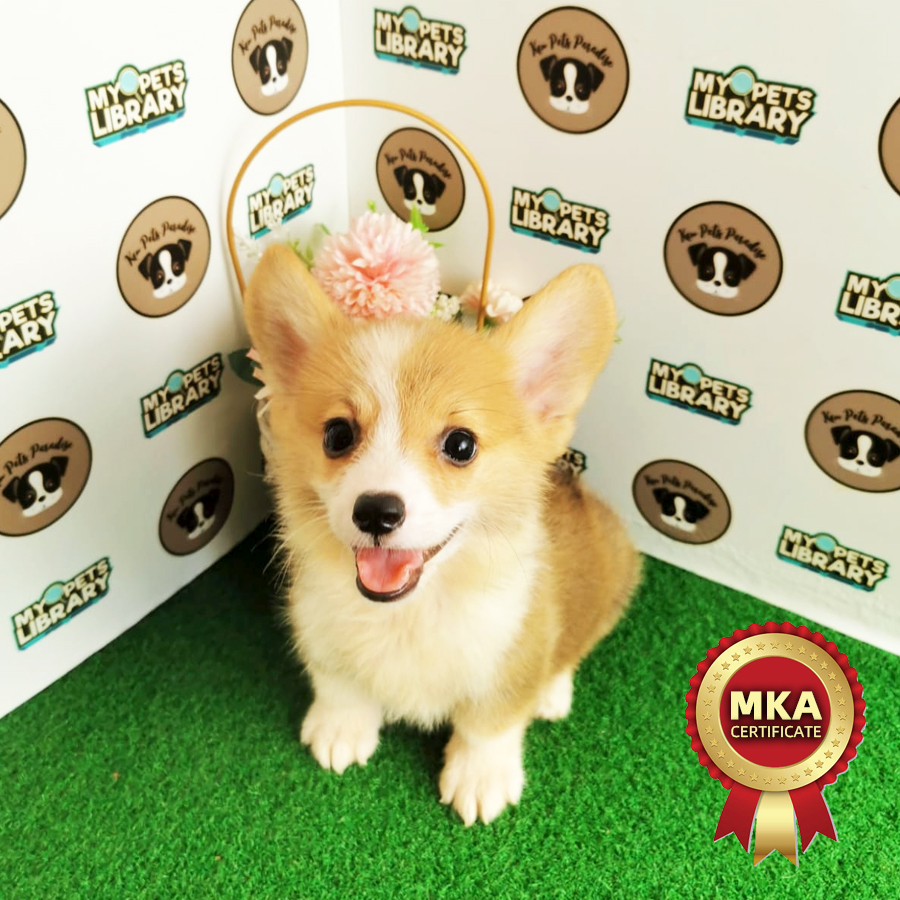 MKA Welsh Corgi Puppy (Male) For Sale