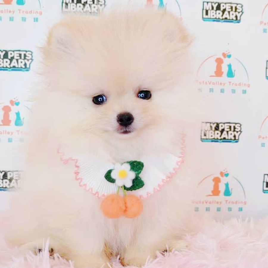 Pomeranian Puppy (Male) For Sale
