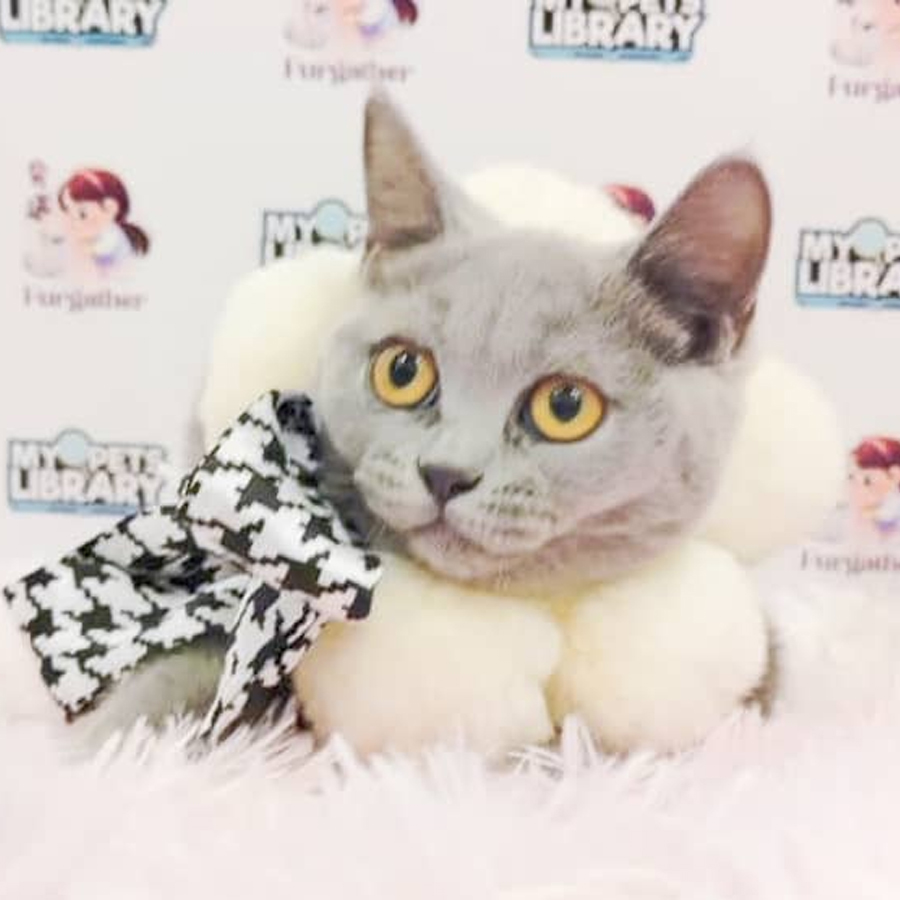 British Shorthair Kitten (Male) For Sale