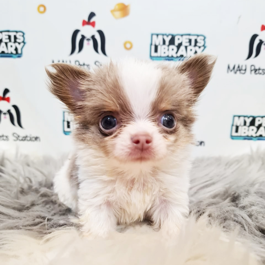 Longcoat Chihuahua Puppy (Male) For Sale