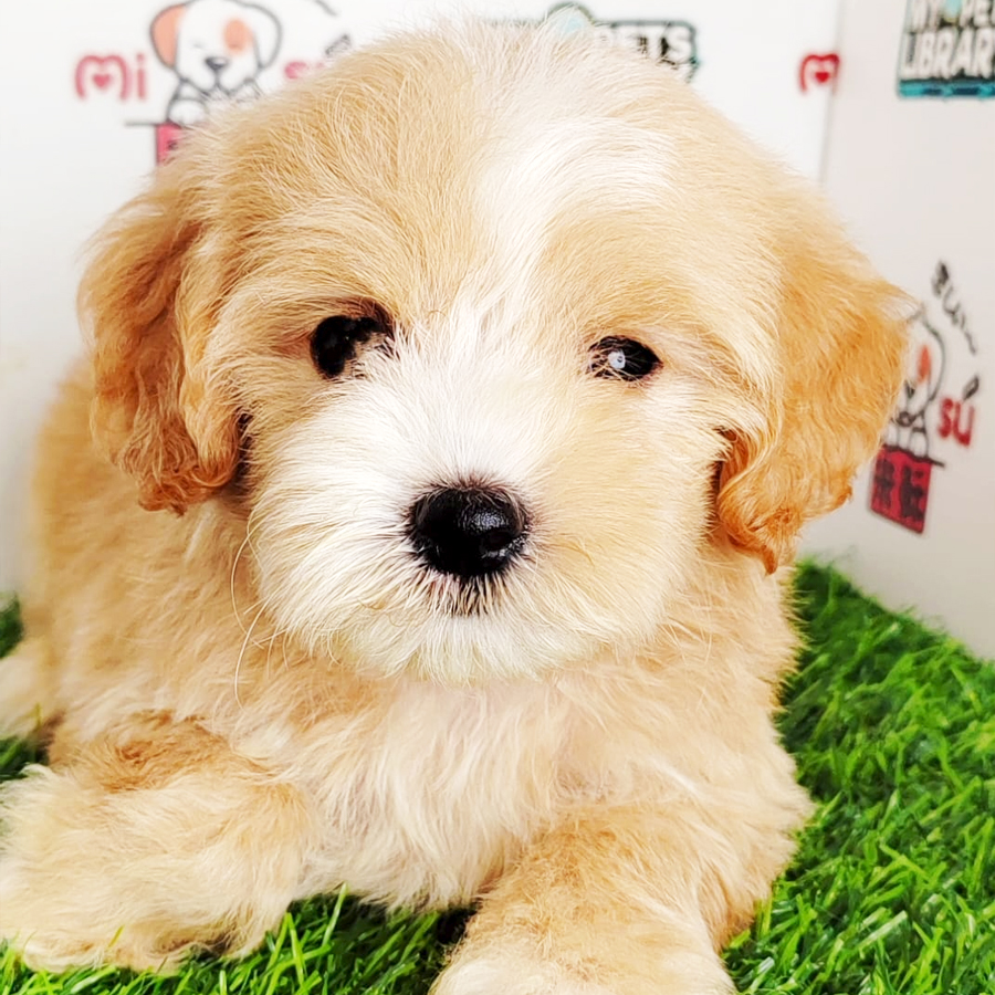Tiny Poodle Puppy (Male) For Sale