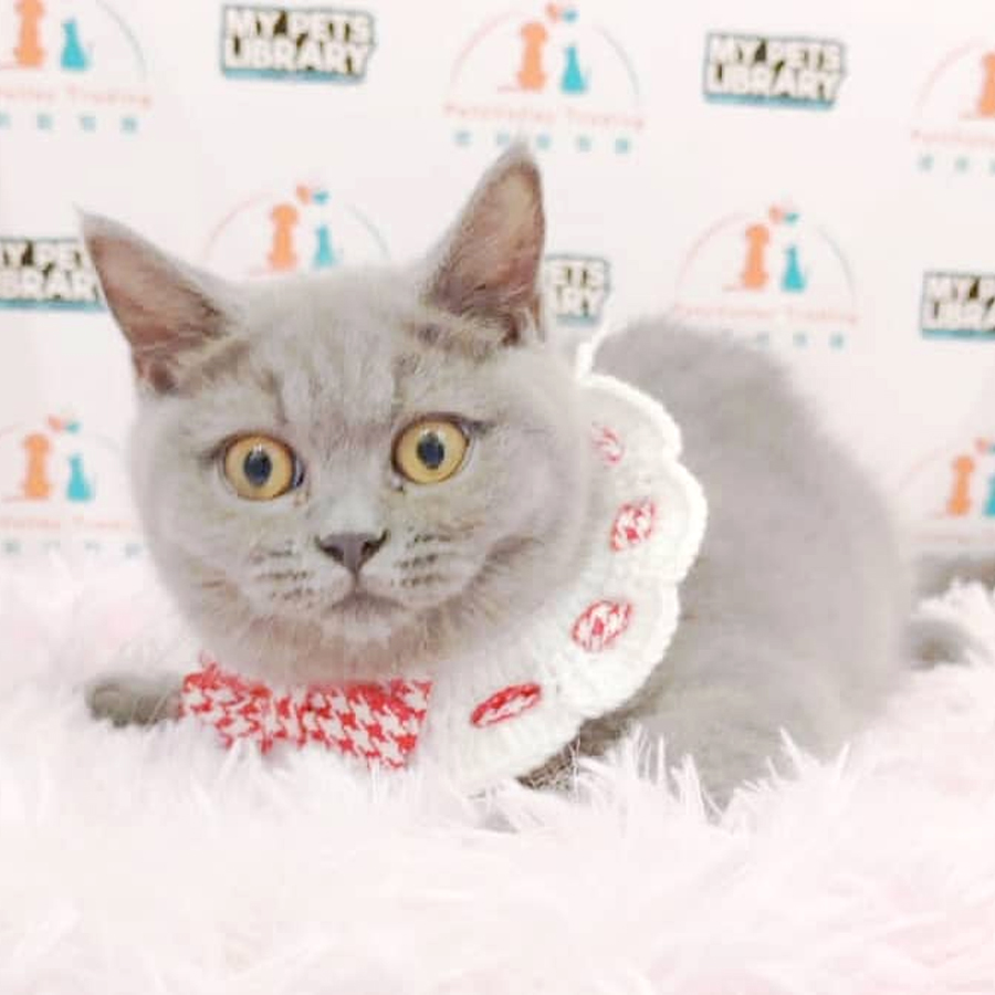 British Shorthair Kitten (Female) For Sale