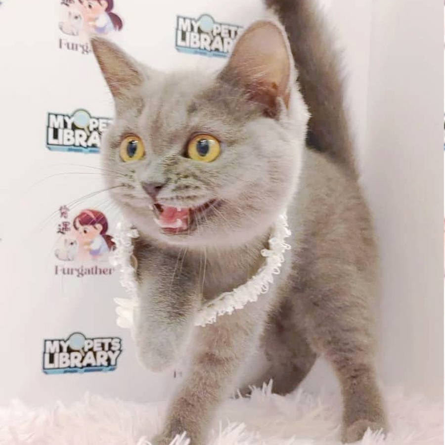 British Shorthair Kitten (Female) For Sale
