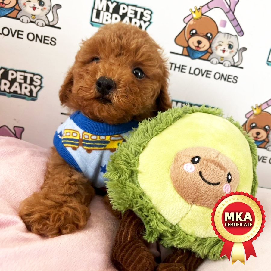 MKA Tiny Poodle Puppy (Male) For Sale
