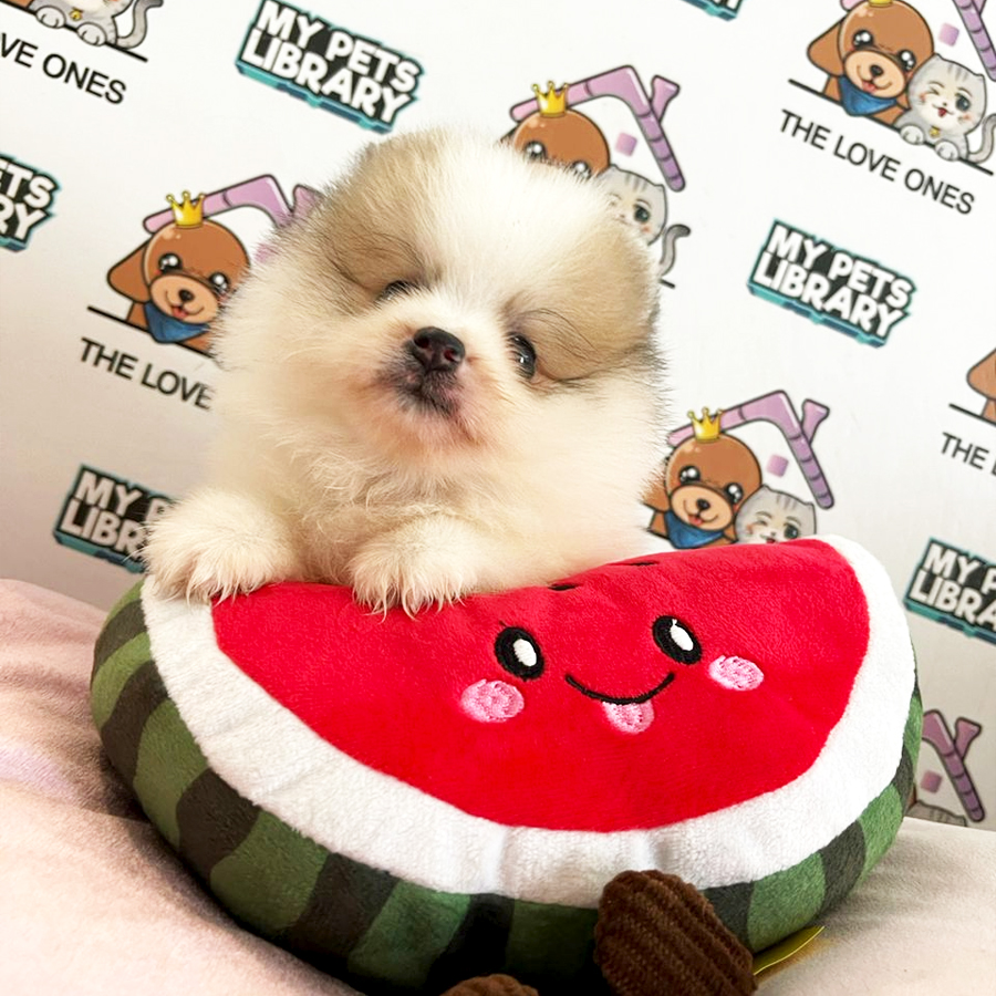 Tiny Pomeranian Puppy (Male) For Sale