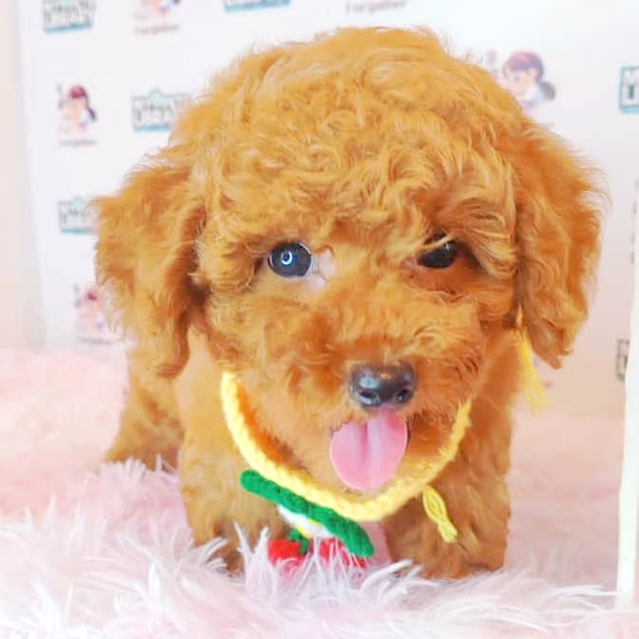 Tiny Poodle Puppy (Male) For Sale