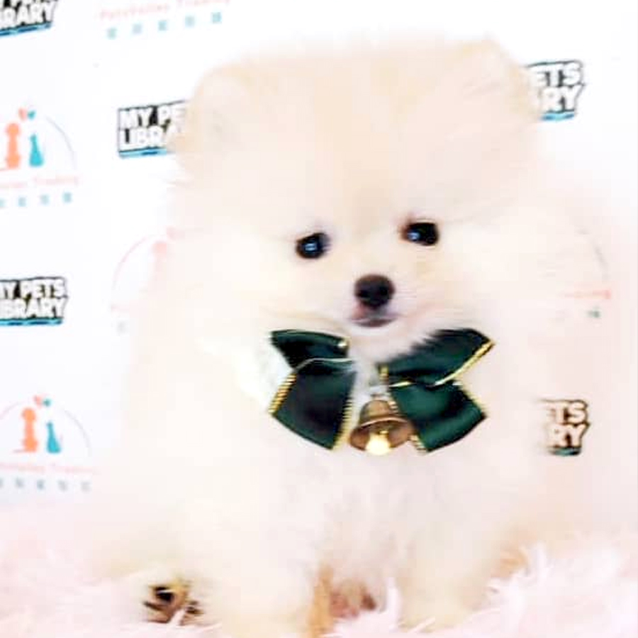 Pomeranian Puppy (Male) For Sale