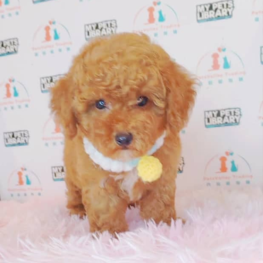 Toy Poodle Puppy (Female) For Sale