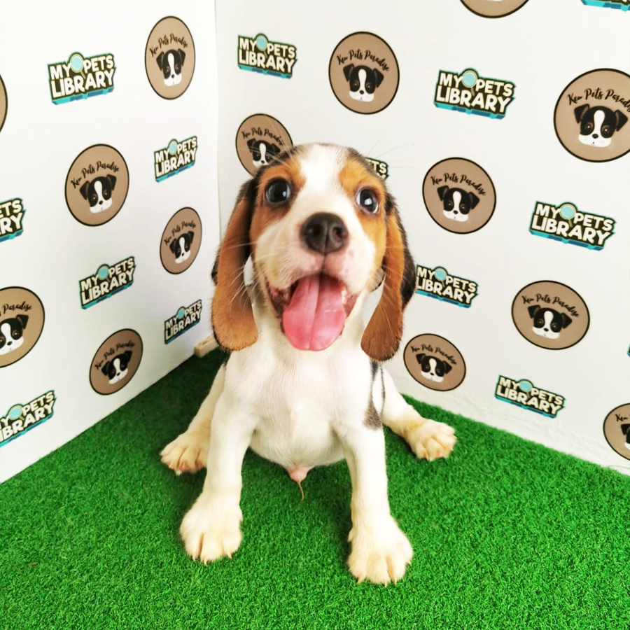 Beagle Puppy (Male) For Sale