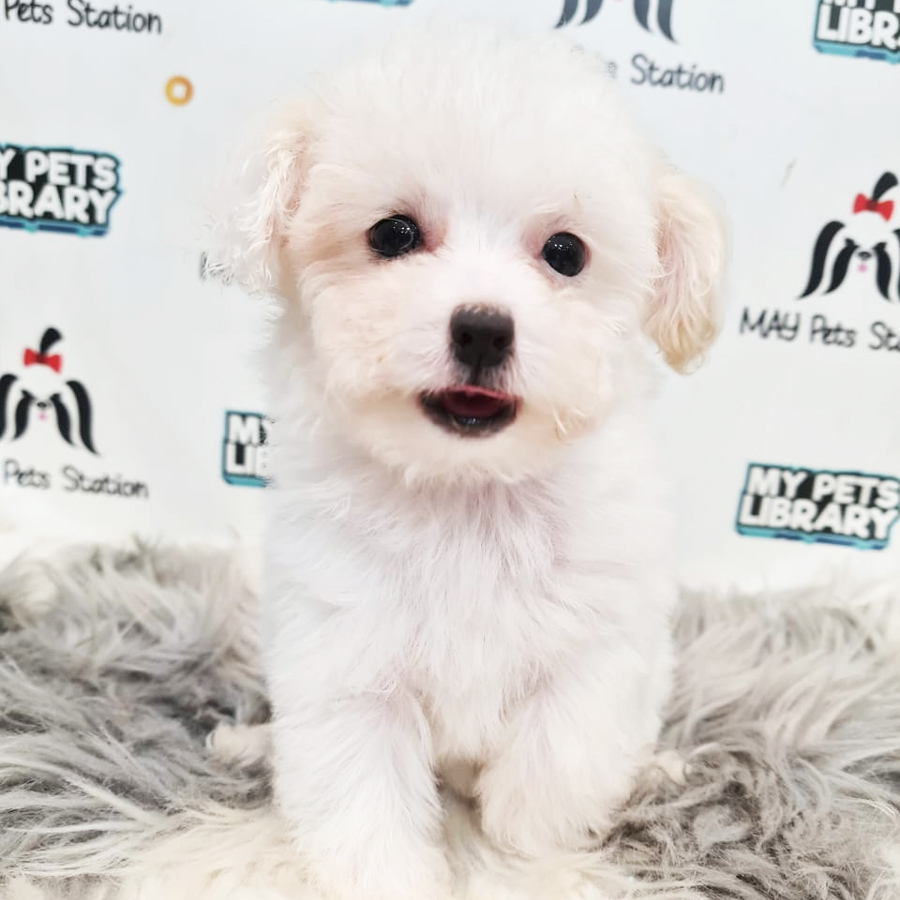 Maltipoo Puppy (Female) For Sale