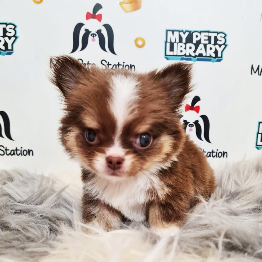 Chihuahua Puppy (Female) For Sale