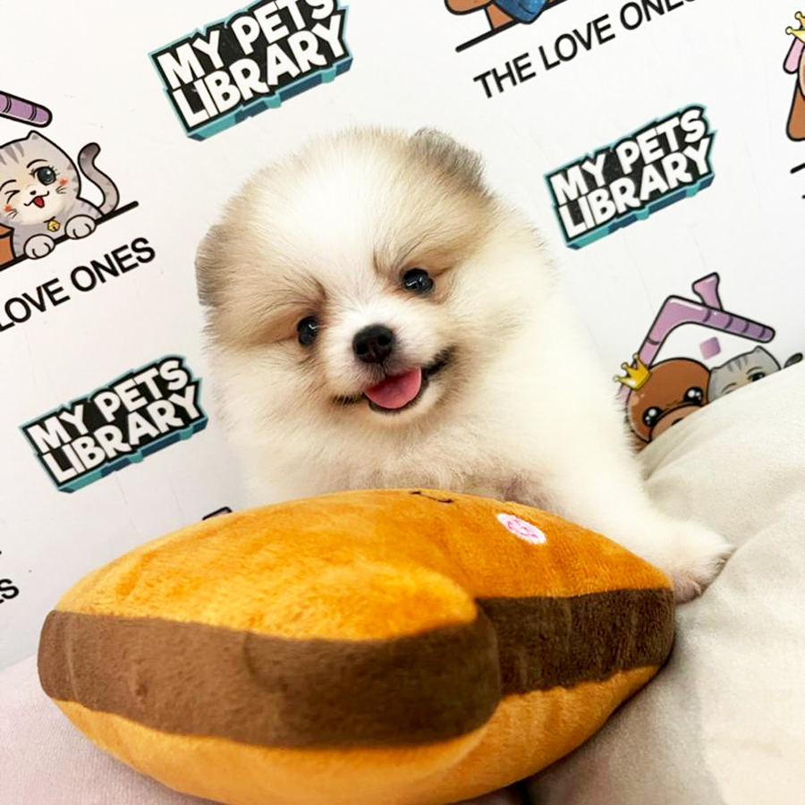 Tiny Pomeranian Puppy (Female) For Sale