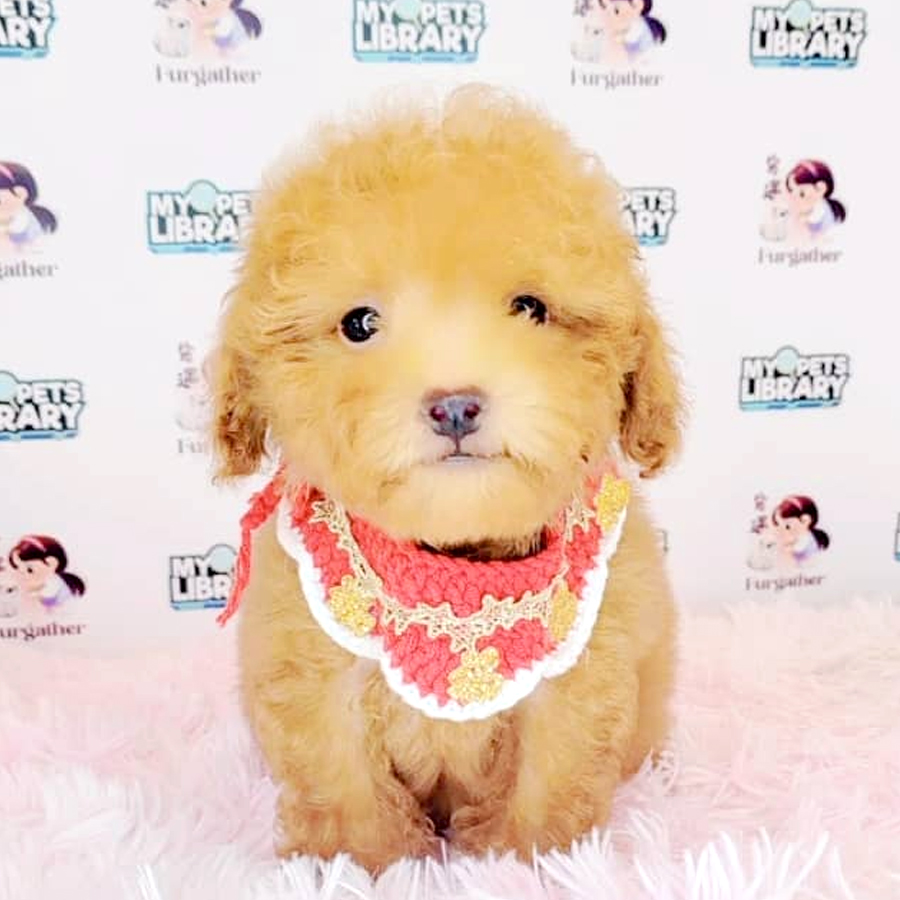 Tiny Poodle Puppy (Male) For Sale