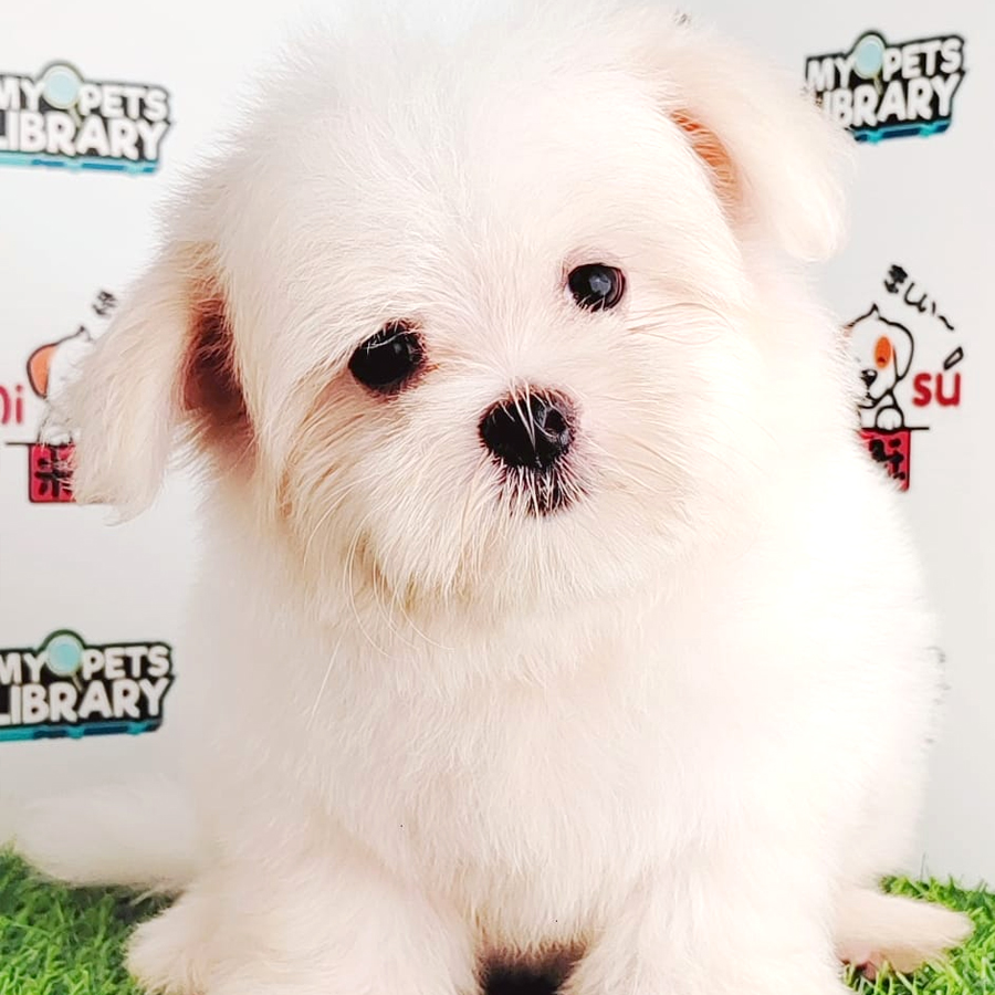 Maltese Puppy (Female) For Sale
