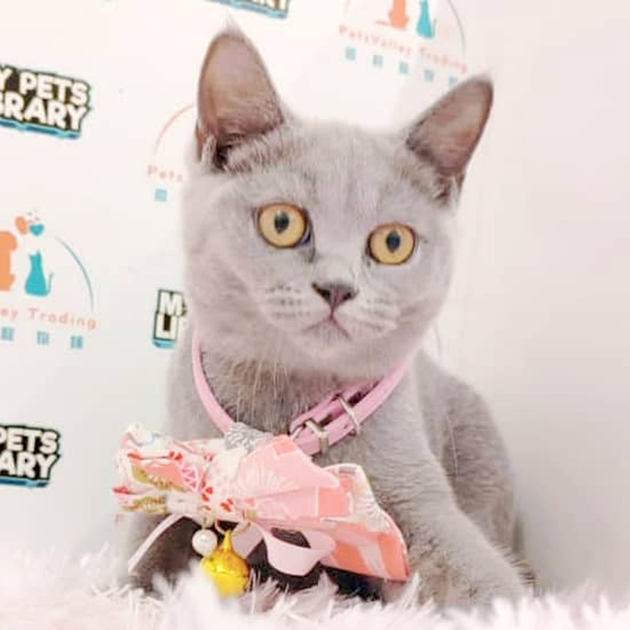 British Shorthair Kitten (Male) For Sale