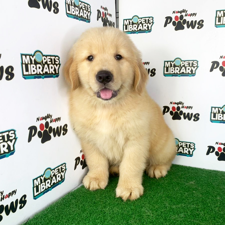 Golden Retriever Puppy (Male) For Sale