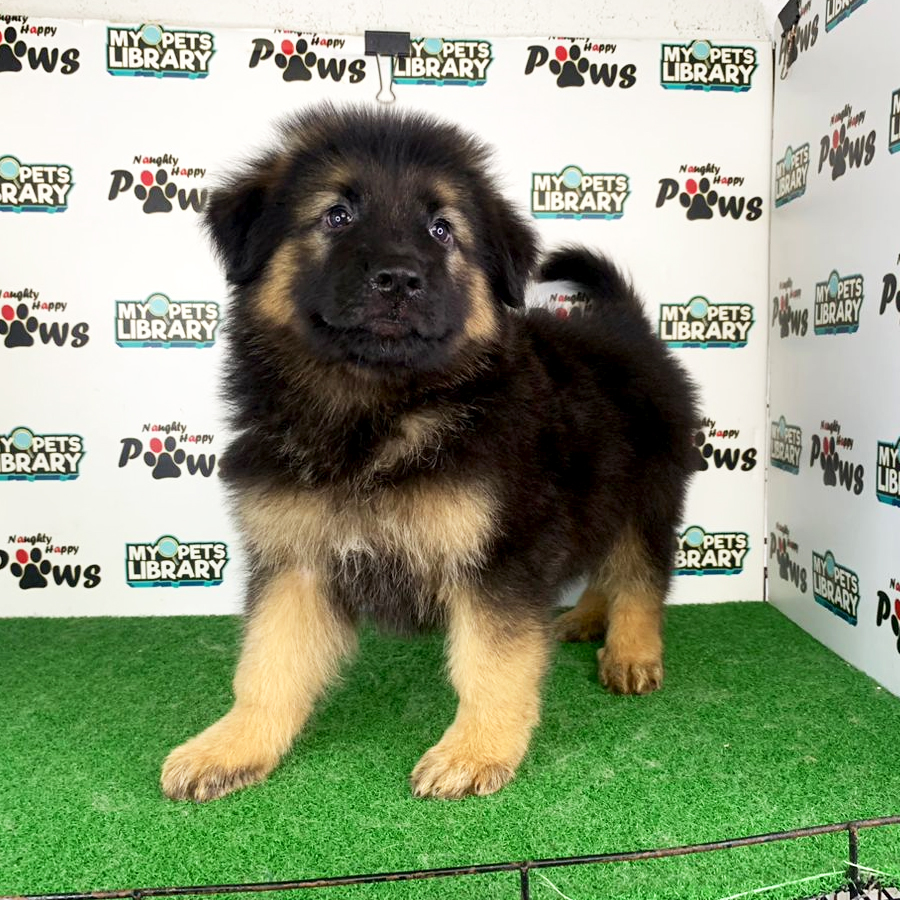 German Shepherd Puppy (Male) For Sale