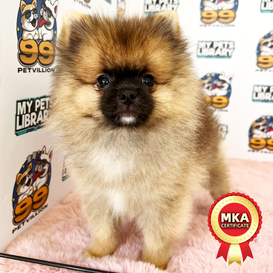 MKA TIny Pomeranian Puppy (Male) For Sale