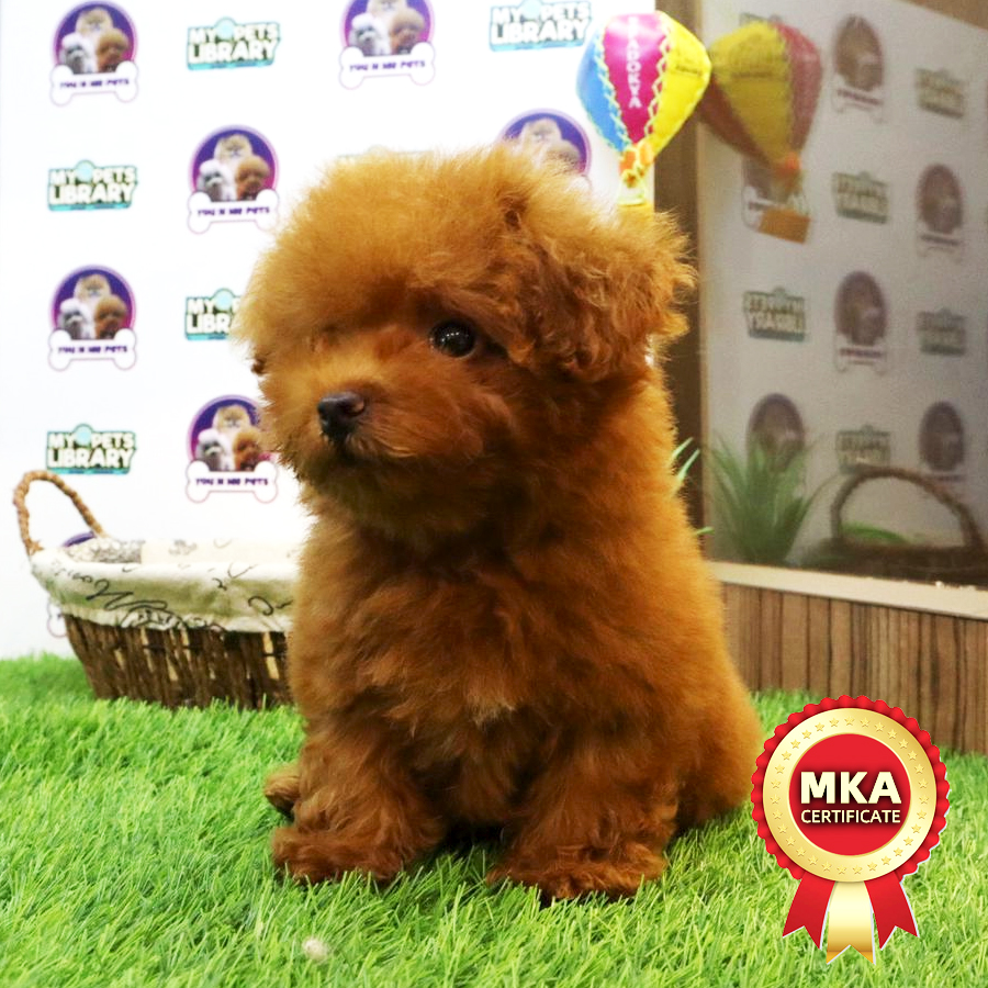 MKA Tiny Poodle Puppy (Male) For Sale
