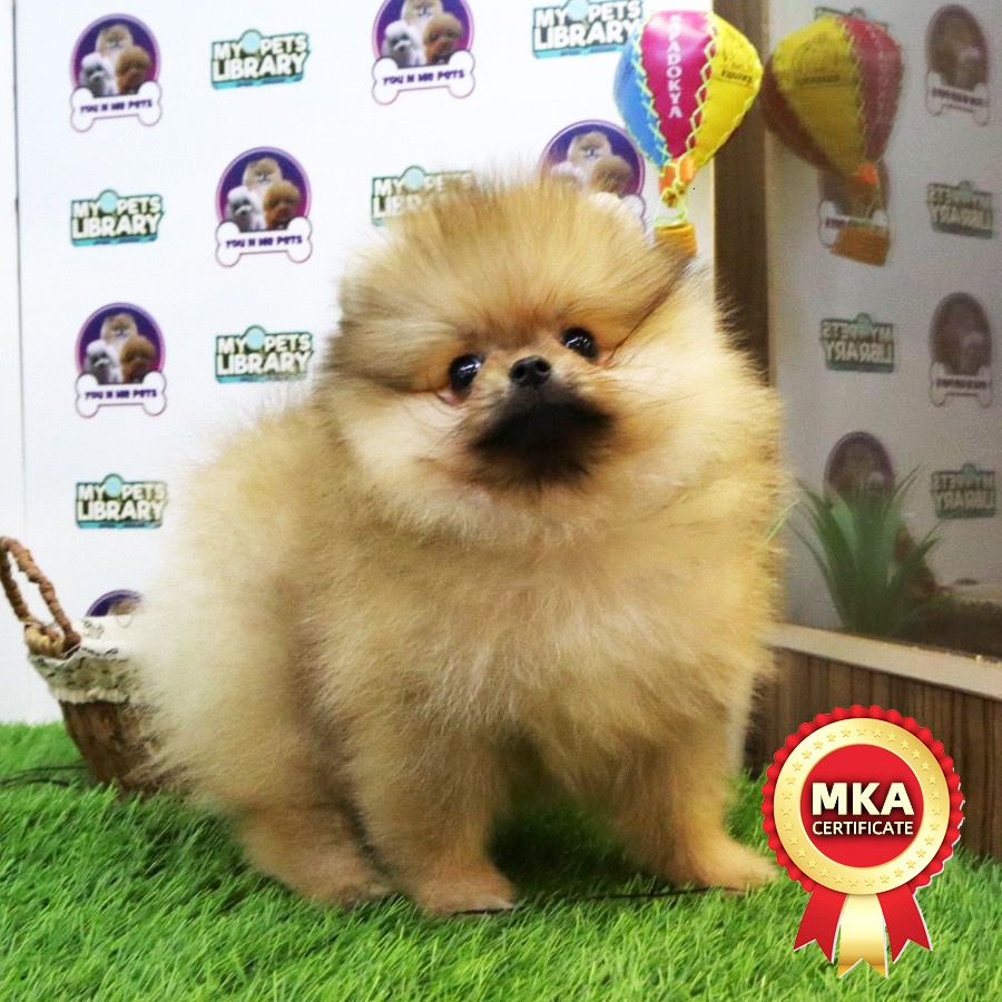 MKA Tiny Pomeranian Puppy (Male) For Sale