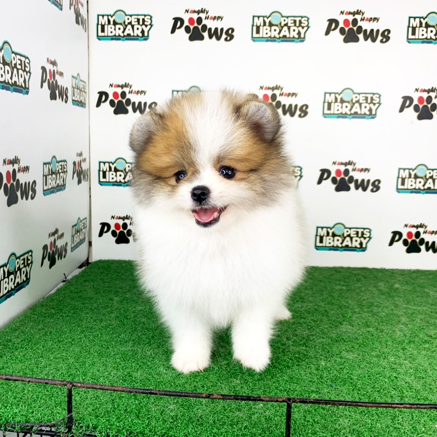 Pomeranian Puppy (Male) For Sale