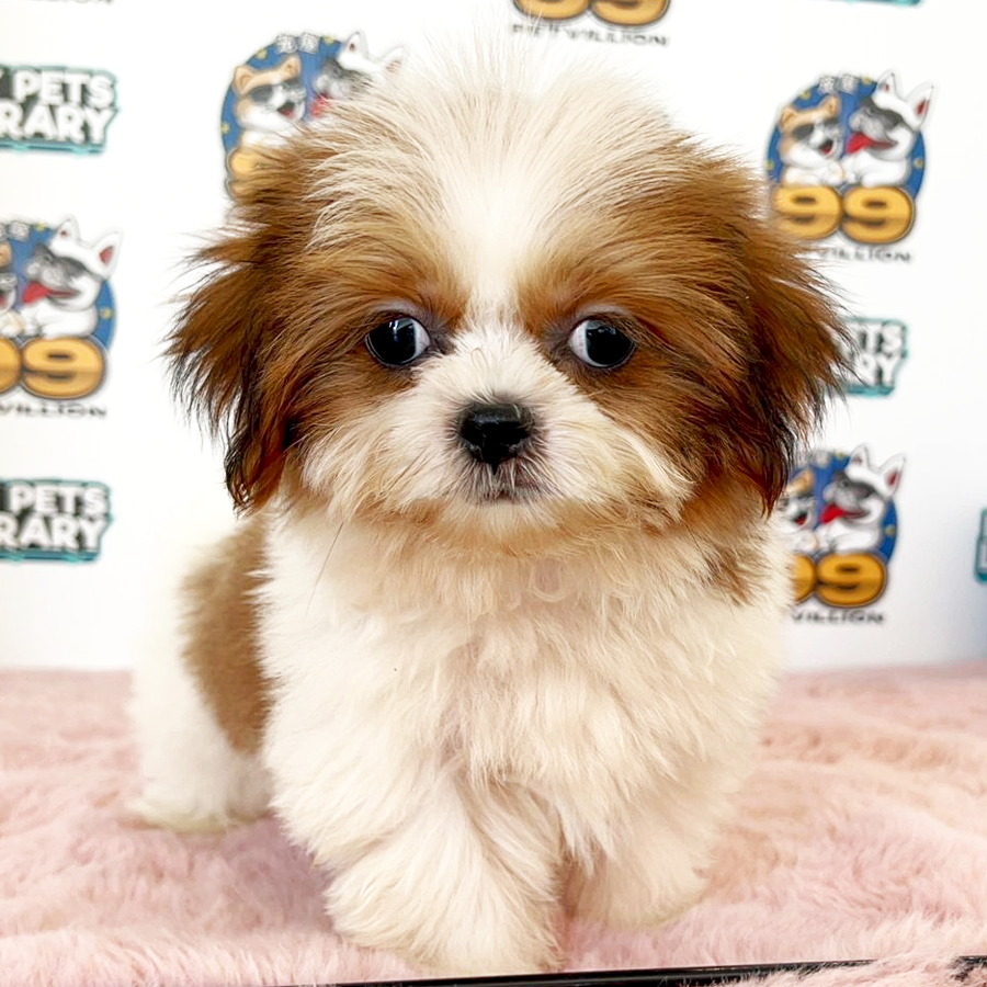 Shih Tzu Puppy (Male) For Sale