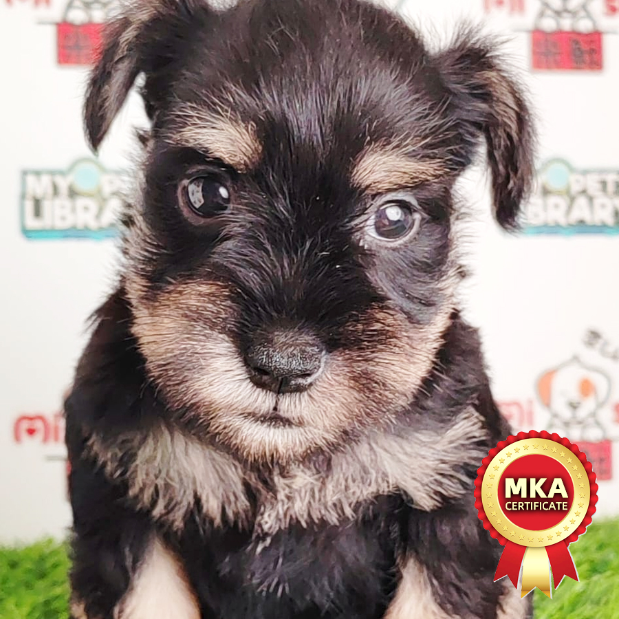 MKA Miniature Schnauzer Puppy (Male) For Sale