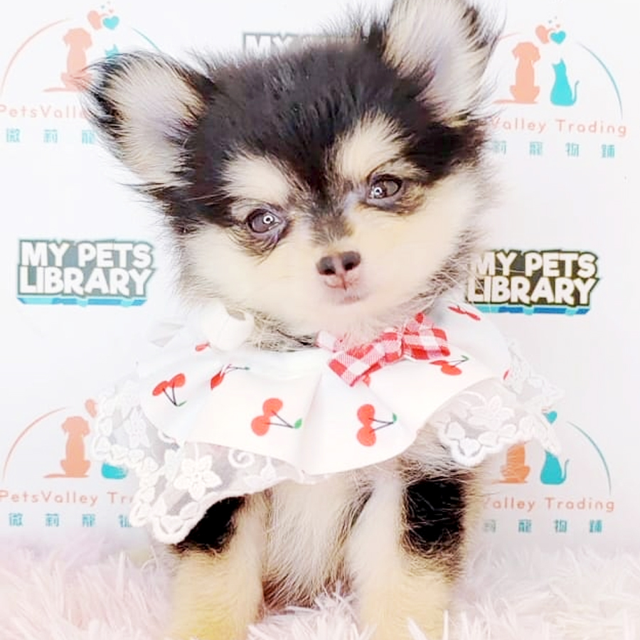 Long Coat Chihuahua Puppy (Female) For Sale