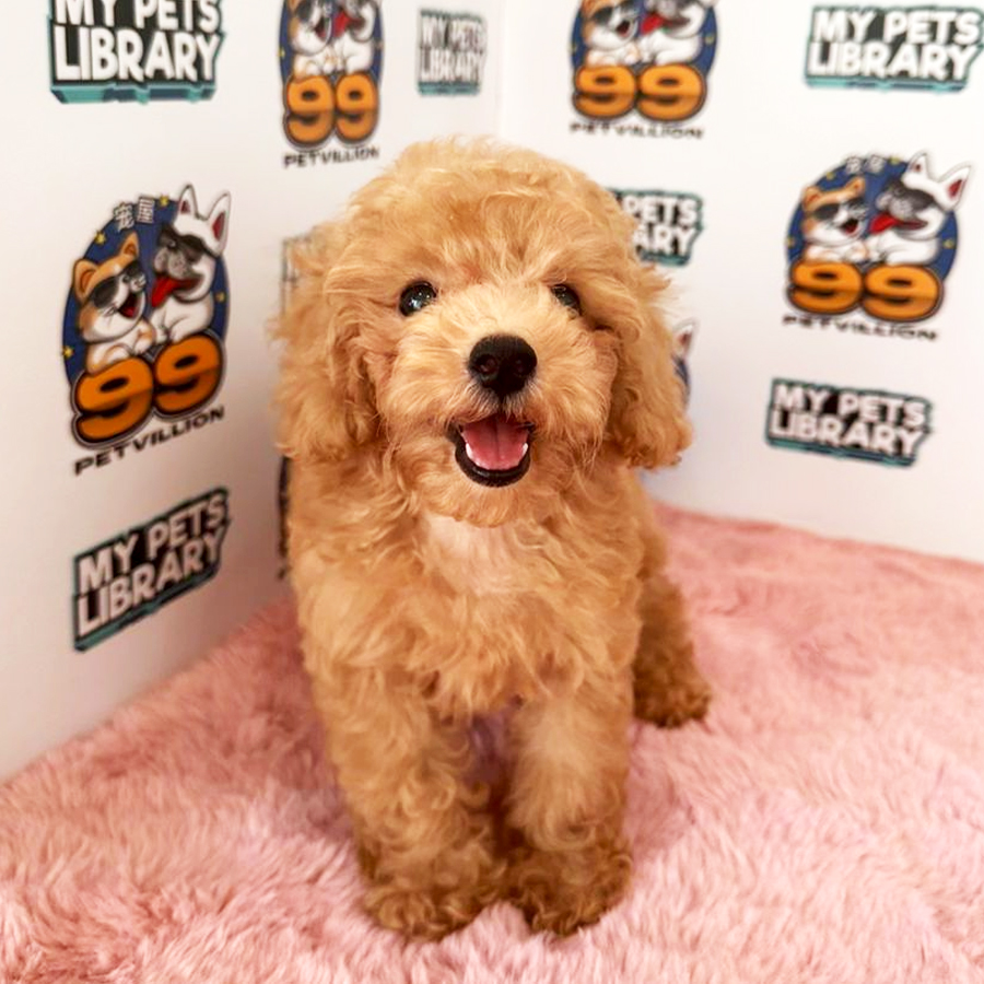 Toy Poodle Puppy (Female) For Sale