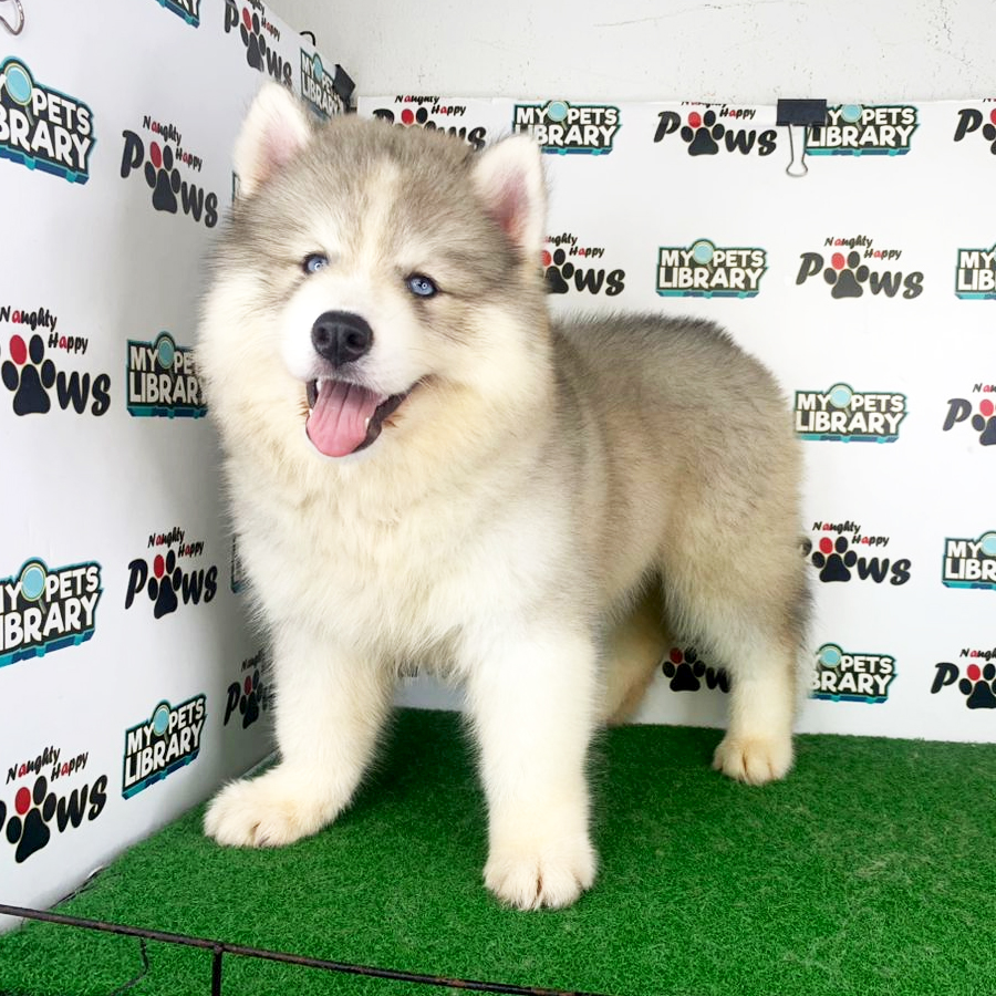 Wooly Husky Puppy (Female) For Sale