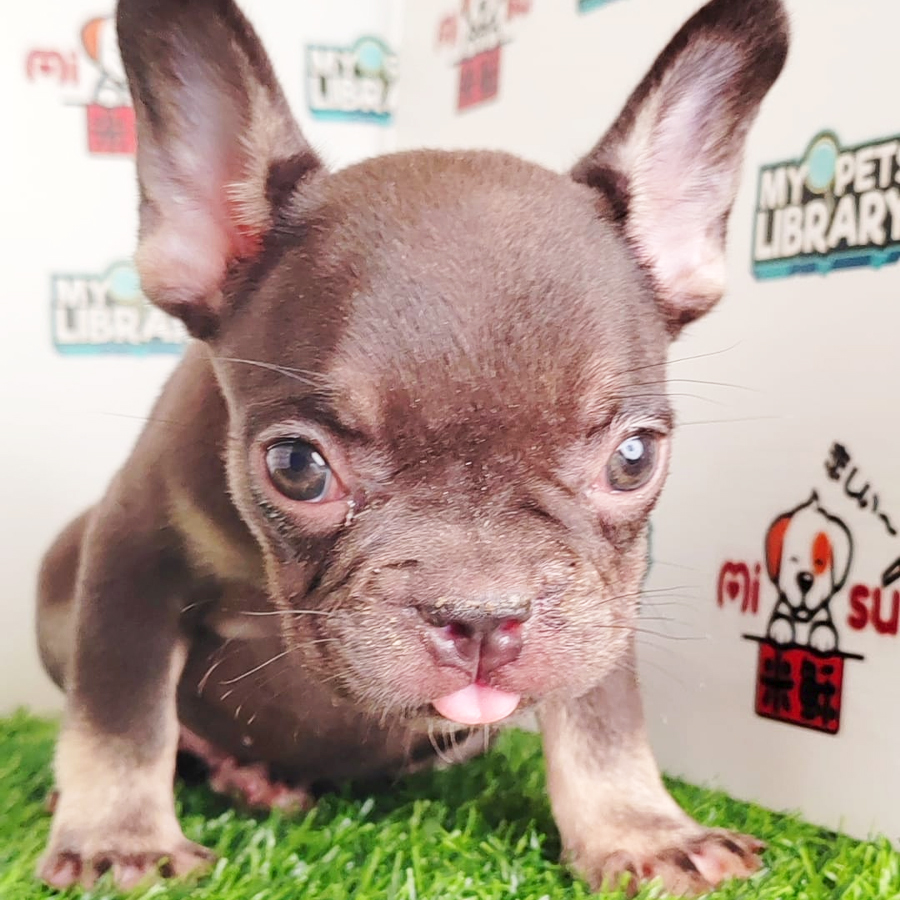 French Bulldog Puppy (Female) For Sale