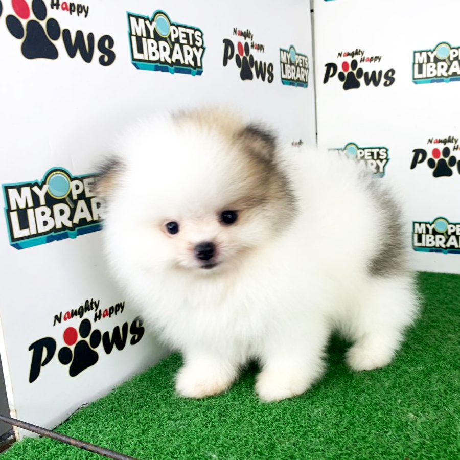 Pomeranian Puppy (Male) For Sale
