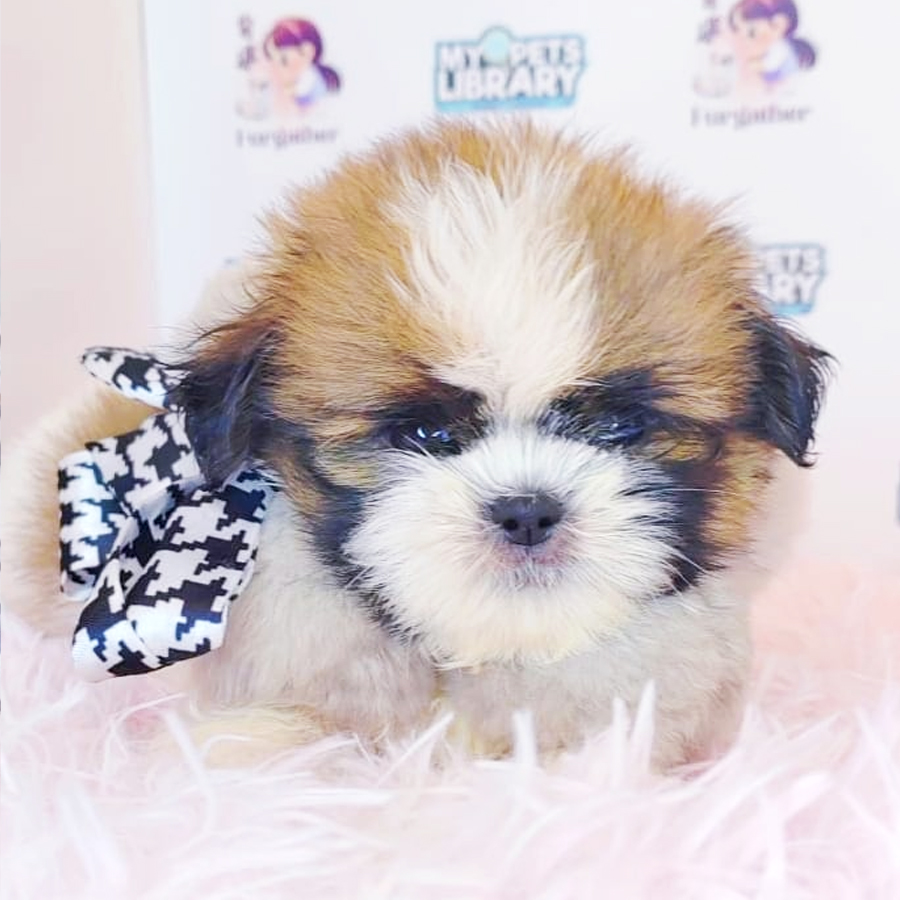 Shih Tzu Puppy (Female) For Sale