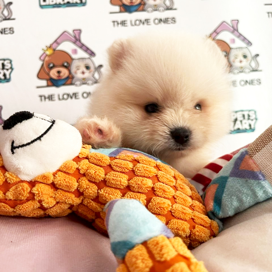 Tiny Pomeranian Puppy (Female) For Sale