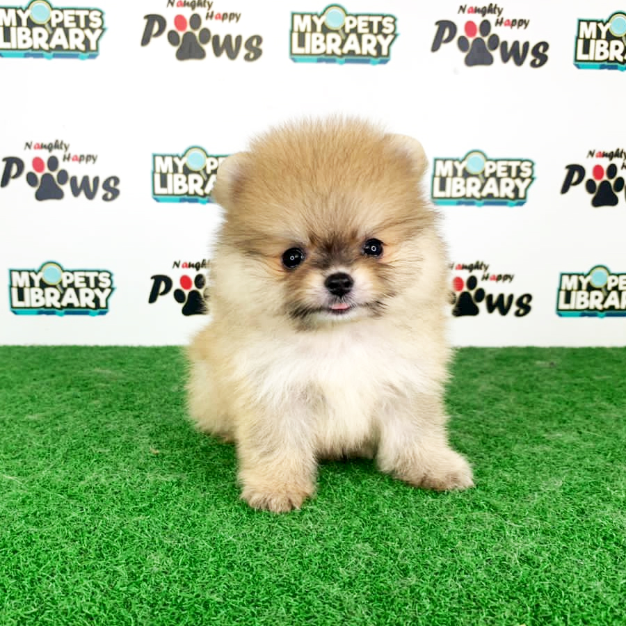 Pomeranian Puppy (Male) For Sale