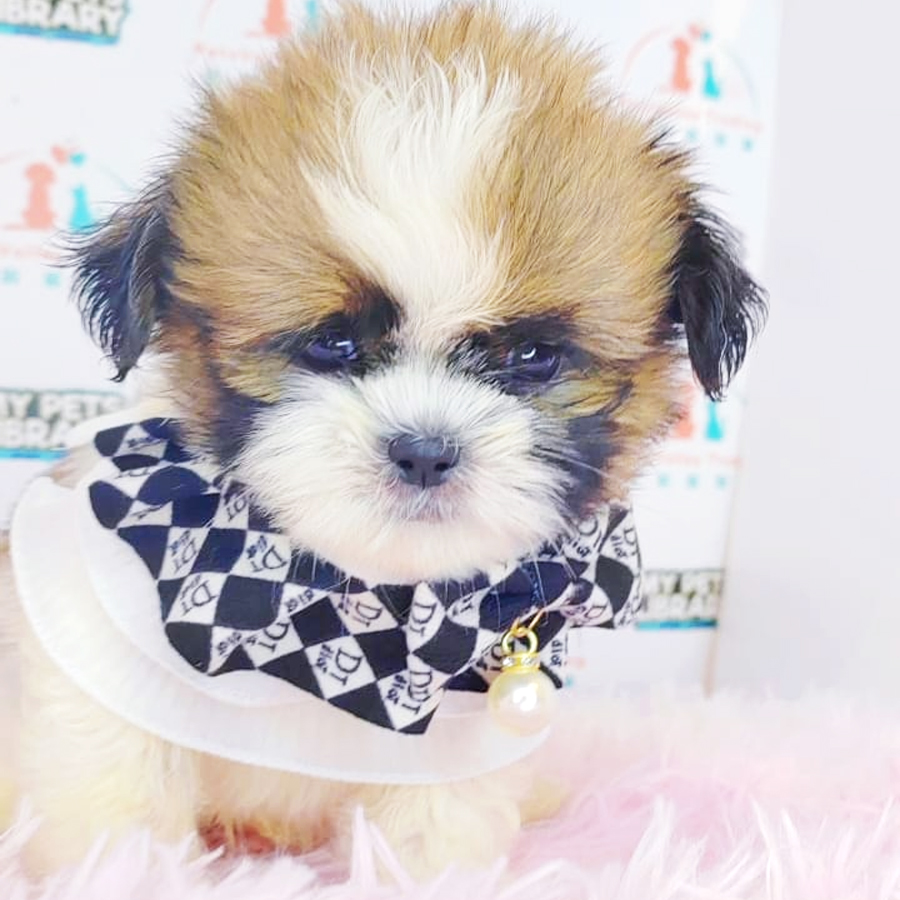Shih Tzu Puppy (Male) For Sale