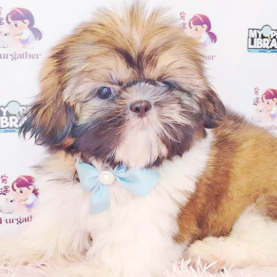 Shih Tzu Puppy (Male) For Sale