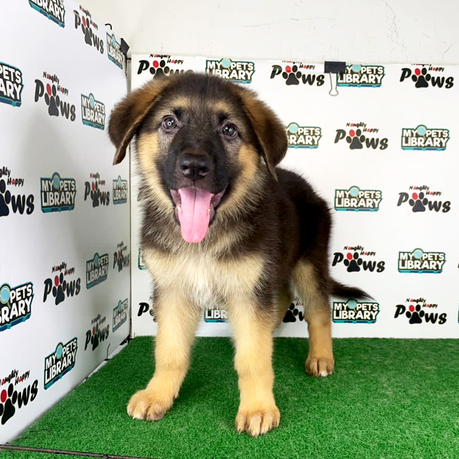 German Shepherd Puppy (Female) For Sale