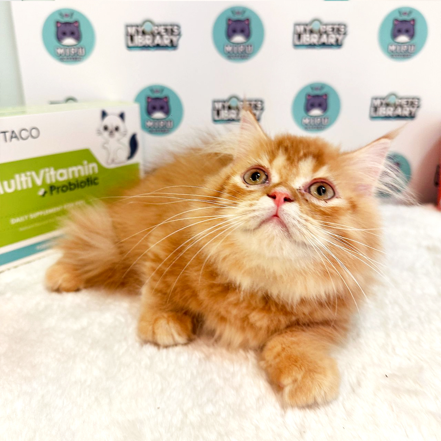 Minuet Napoleon Kitten (Male) For Sale