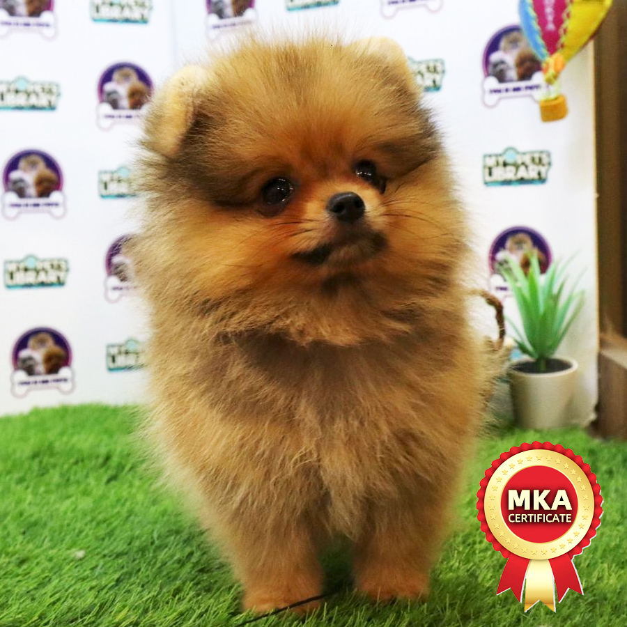 MKA Tiny Pomeranian Puppy (Male) For Sale