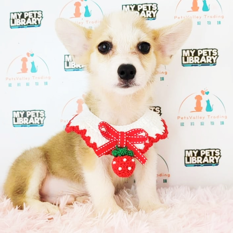 Welsh Corgi Puppy (Female) For Sale
