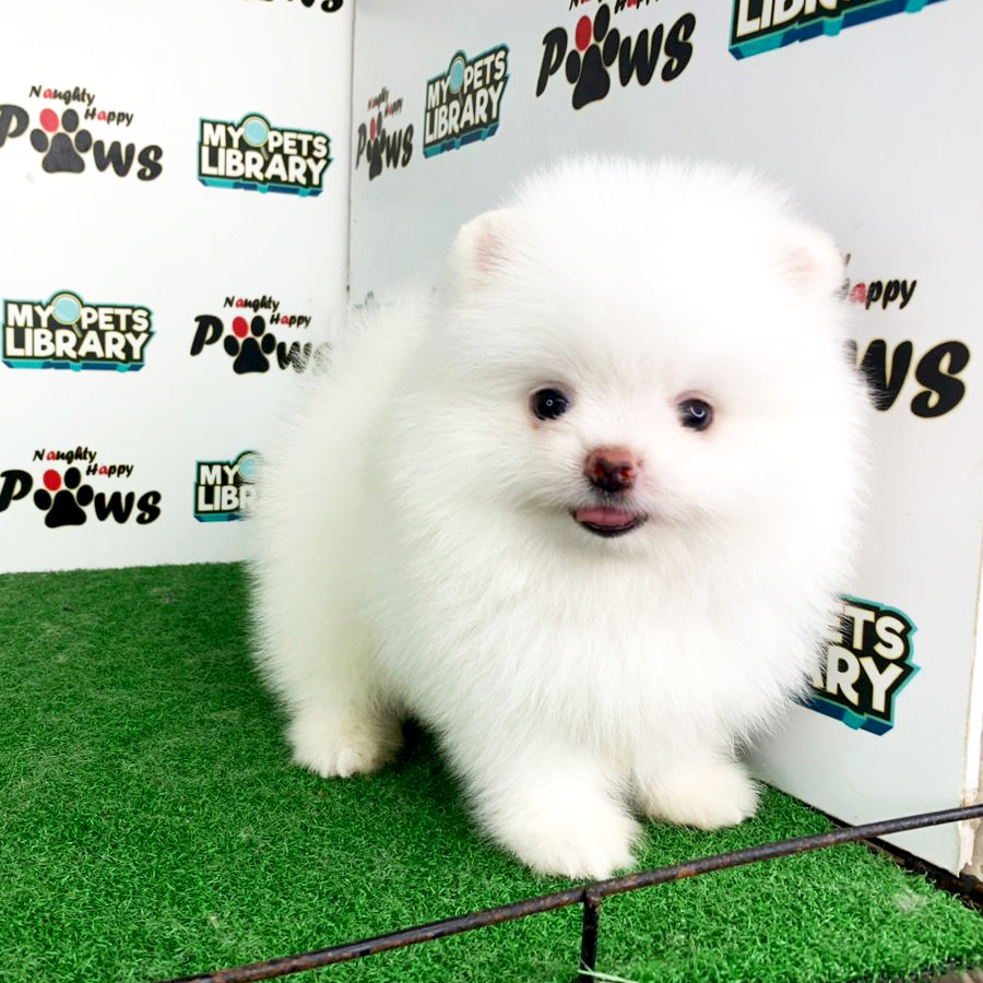 Pomeranian Puppy (Male) For Sale