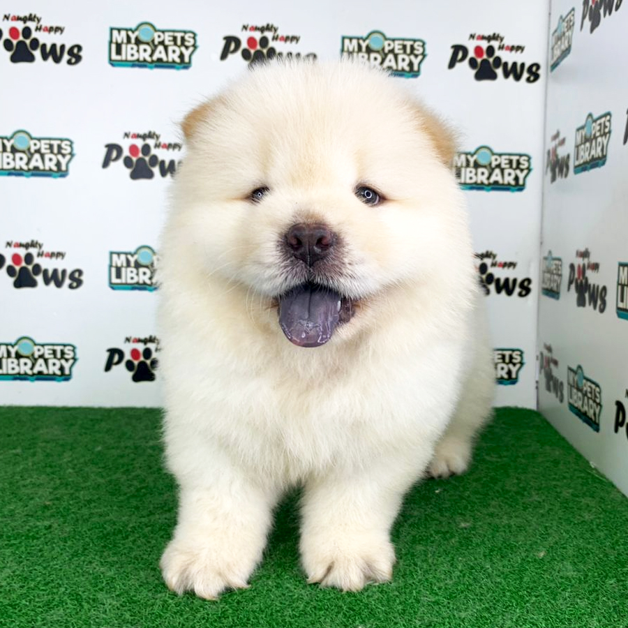 Chow Chow Puppy (Male) For Sale