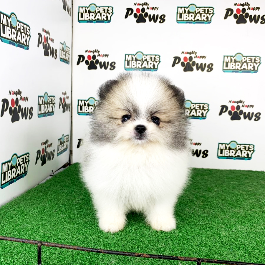 Pomeranian Puppy (Male) For Sale