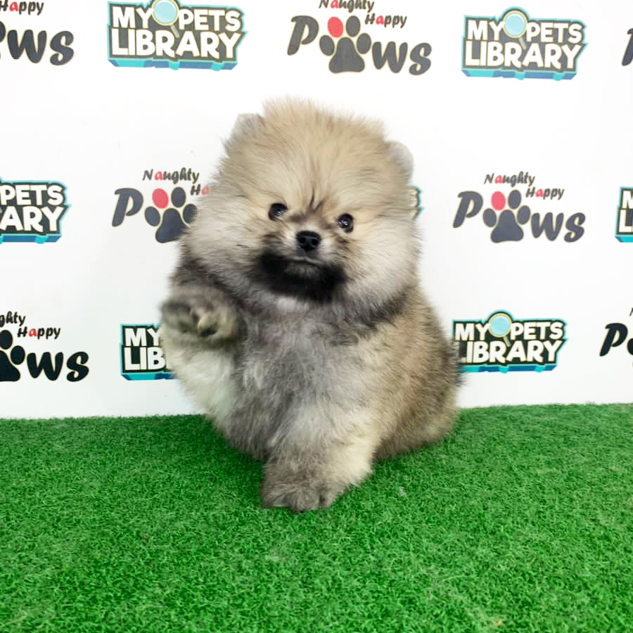 Pomeranian Puppy (Male) For Sale